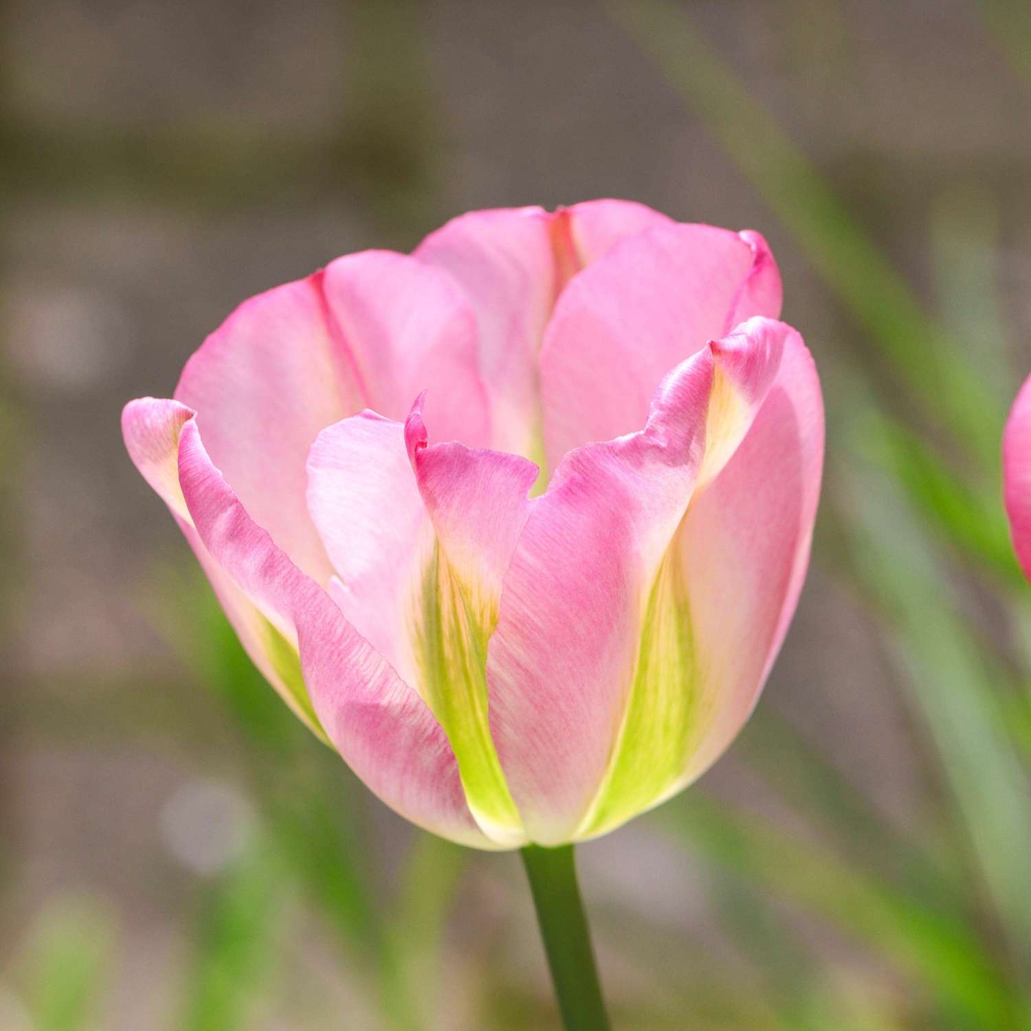 Tulipe 'Greenland'